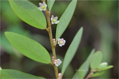 Phyllanthus gardnerianus